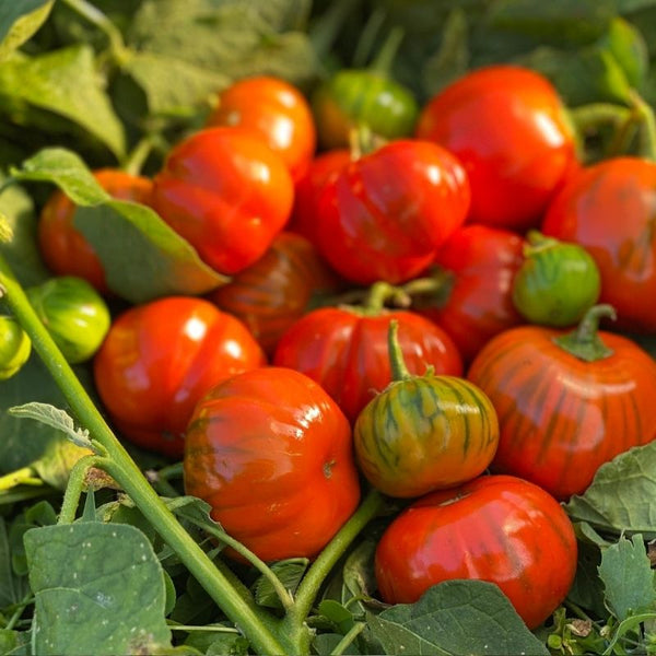 Seeds - Eggplant, Rosa di Napoli OG (F)