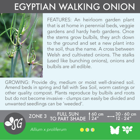 Live Plant - Onion, Egyptian Walking