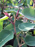 Live Plant - Eucalyptus, Lemon