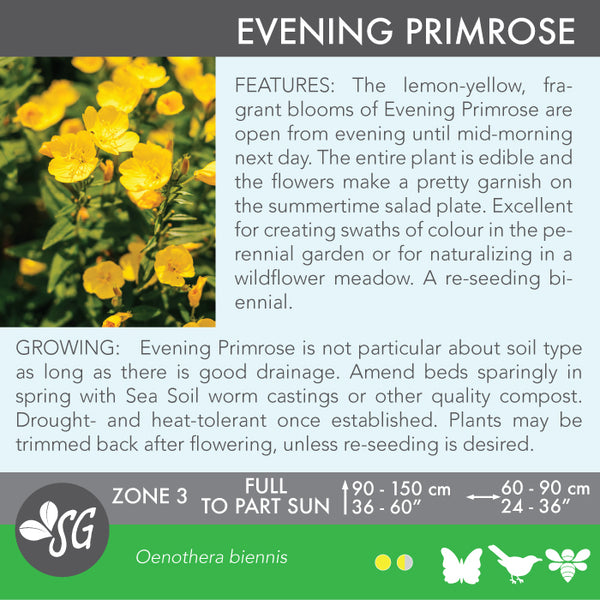 Live Plant - Evening Primrose (Oenothera biennis)