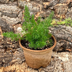 FernAsparagusFoxtail_medium.