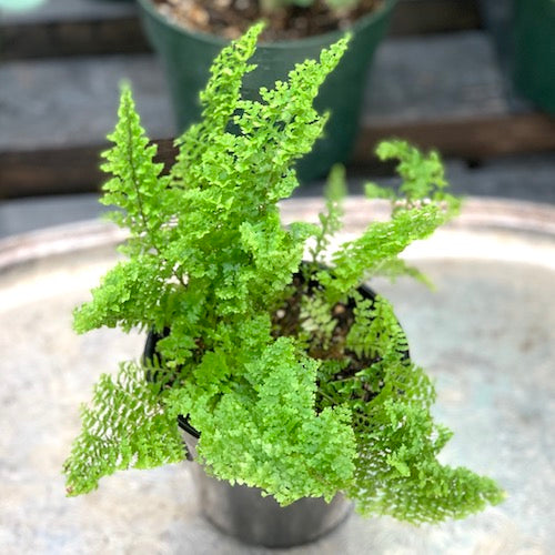 fluffy house plant Fern Fluffy Ruffles - Live Plant