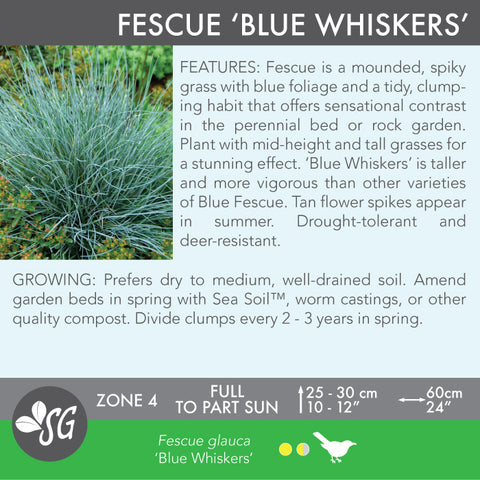Live Plant - Fescue, Blue Whiskers