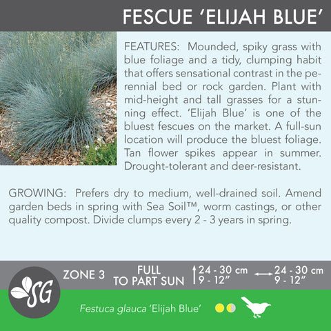 Live Plant - Fescue, Elijiah Blue