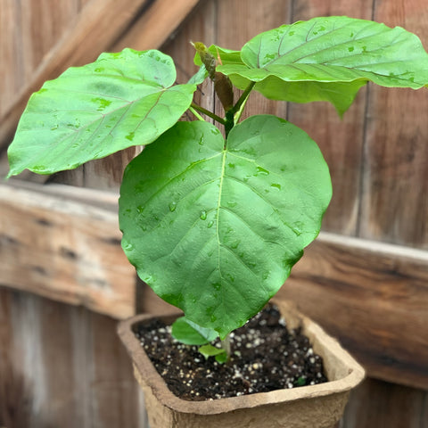 Live Plant - Ficus umbellata