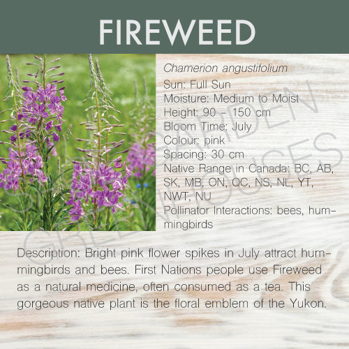 Live Plant - Fireweed