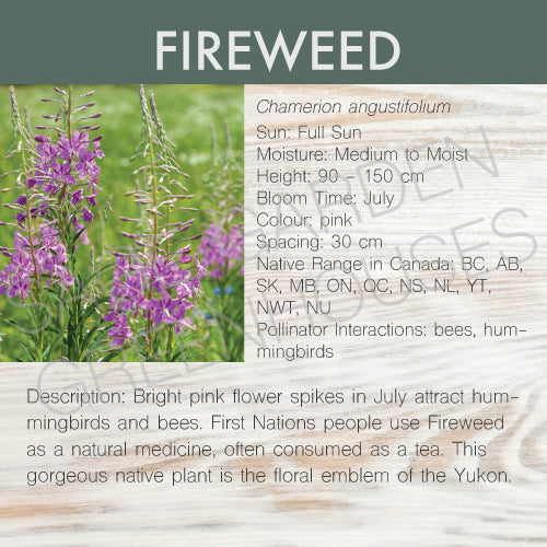 Live Plant -  Fireweed