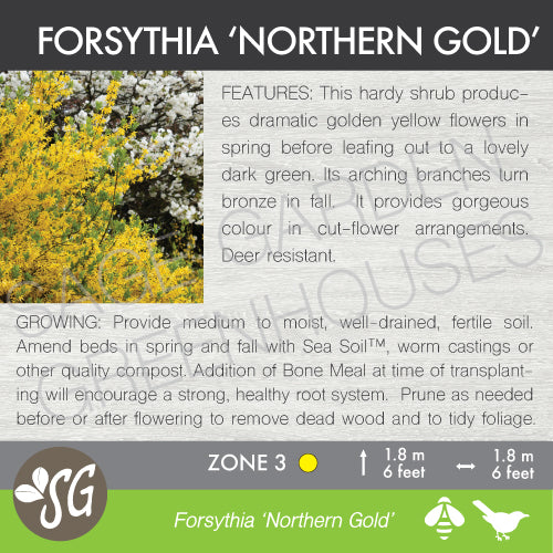 Live Plant -  Forsythia, Northern Gold