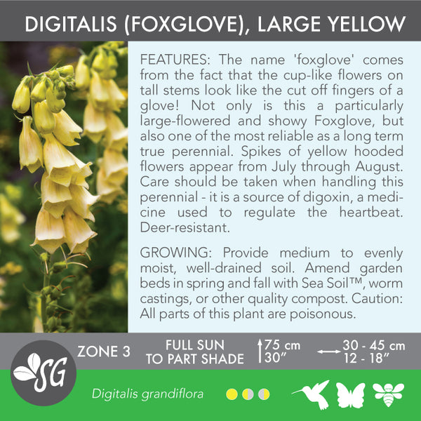 Live Plant - Digitalis (Foxglove), Large Yellow