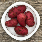 Seed Potato - French Fingerling (Certified Organic)