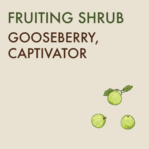 Gooseberry, Captivator - 1-gallon ORCHARD PREORDER FOR LATE MAY 2024
