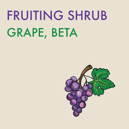 Grape, 'Beta'  - 1 gallon