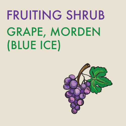 Grape, Morden Concord (Blue Ice) (1-gallon)