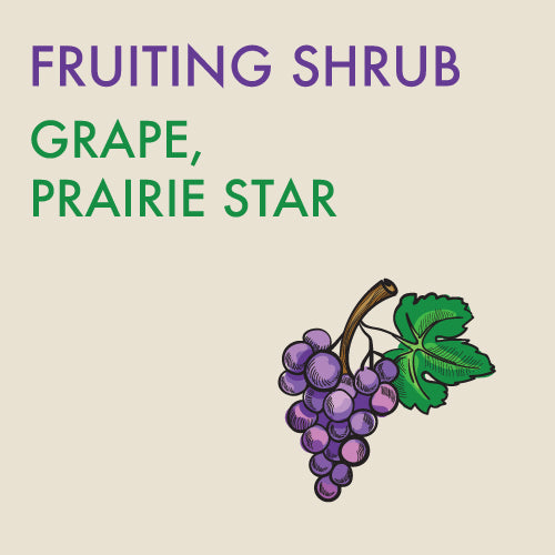 Grape, 'Prairie Star' - 1-gallon ORCHARD PREORDER FOR LATE MAY 2024