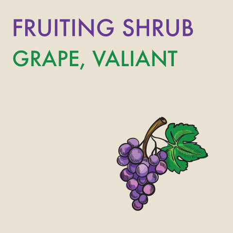 Grape, 'Valiant' - 1-gallon ORCHARD PREORDER FOR LATE MAY 2024