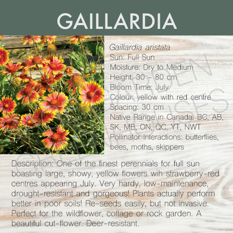 Live Plant - Gaillardia