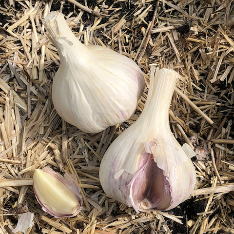 French Pink organic seed garlic at Sage Garden