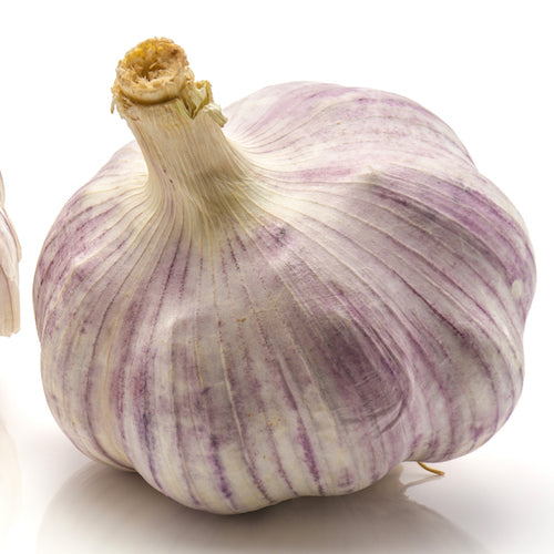 Bulbs - Garlic, Metechi  (Certified Organic) - PREORDER