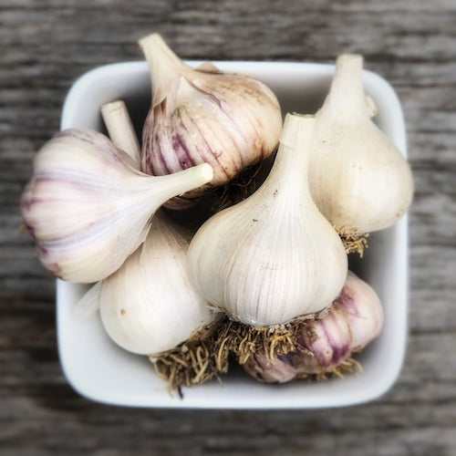 Bulbs - Garlic, Yugoslavian - PREORDER