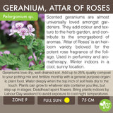 Live Plant - Geranium, Attar of Roses