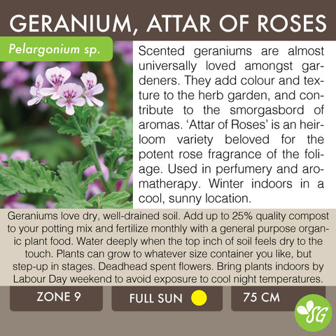 Live Plant - Geranium, Attar of Roses