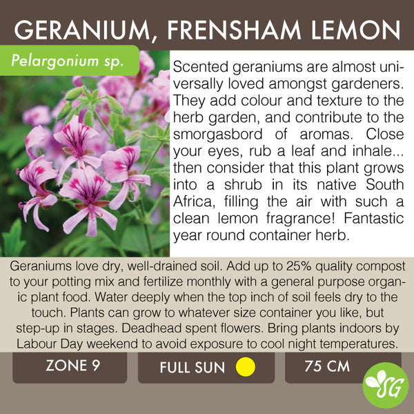 Live Plant - Geranium, Frensham Lemon