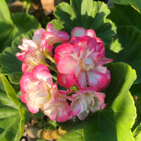 Live Plant - Geranium, Apple Blossom Rosebud