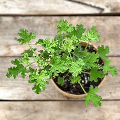 Live Plant - Geranium, Frensham Lemon