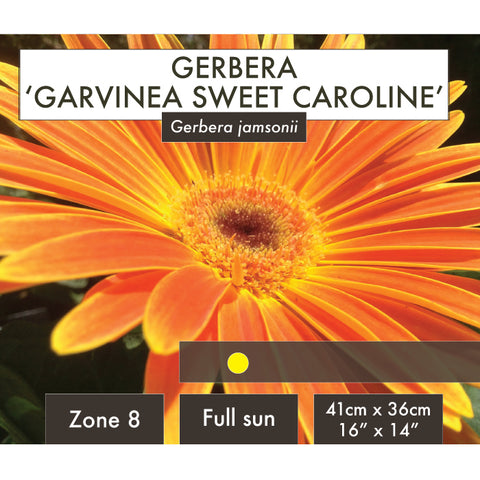 Live Plant - Gerbera, Garvinea Sweet Caroline