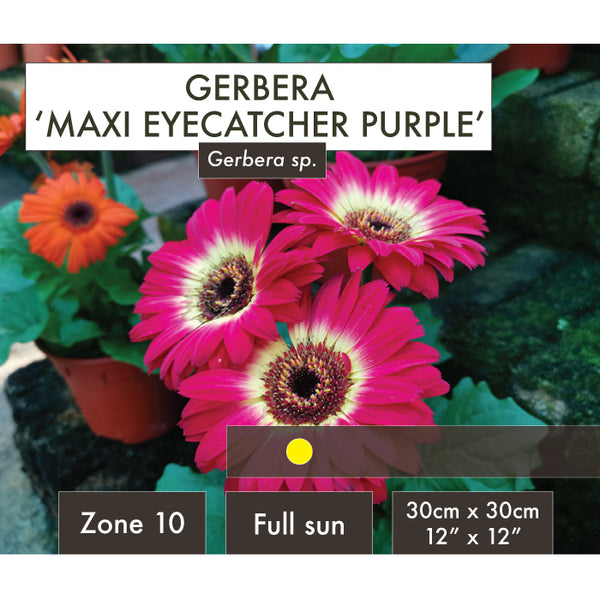 Live Plant - Gerbera, Maxi Eyecatcher Purple
