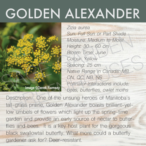 Live Plant -  Alexander, Golden