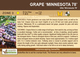 Grape, Minnesota 78 (1-gallon)