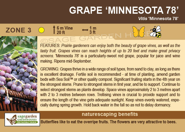 Grape, Minnesota 78 (1-gallon)