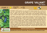 Grape, Valiant (1-gallon)