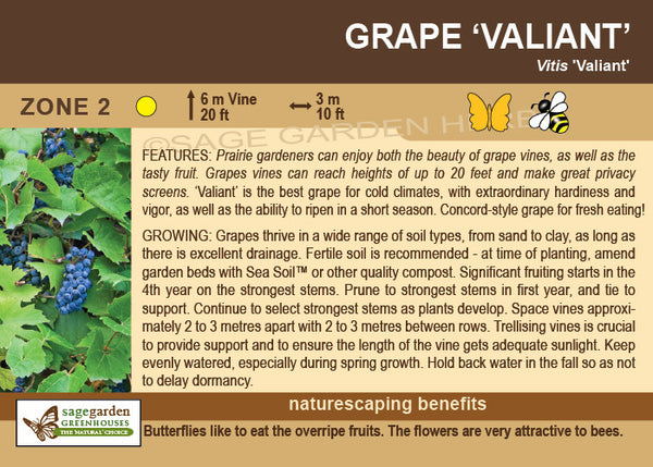 Grape, Valiant (1-gallon)