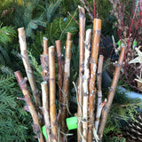 Holiday Greenery - Birch Poles - Locally Harvested