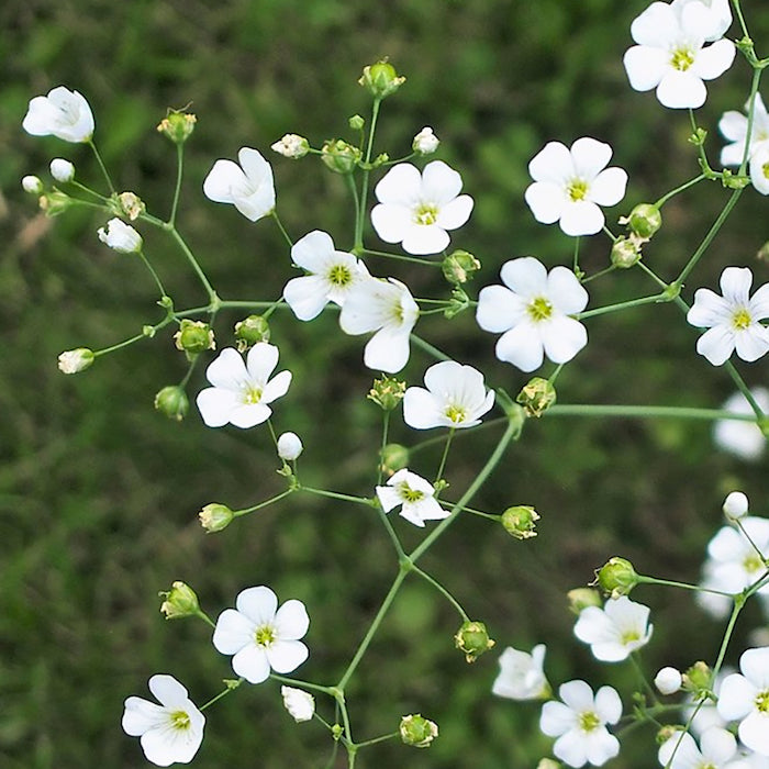 gypsophila covent garden seeds Baby's Breath, Covent Garden (Organically Grown Seeds)