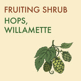Hops, Willamette - 1-gallon ORCHARD PREORDER FOR LATE MAY 2024
