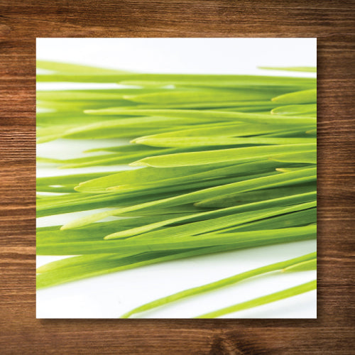 Wheat, Hard Red Spring (Wheatgrass) - Sprouting Seeds - Certified Organic