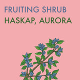 Haskap, Aurora (1-gallon)