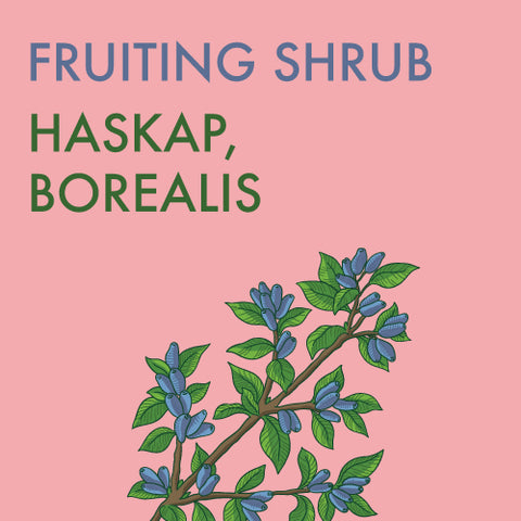 Haskap, Borealis - 1-gallon