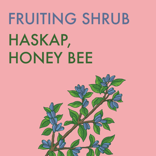 Haskap, Honey Bee - 1-gallon ORCHARD PREORDER FOR LATE MAY 2024