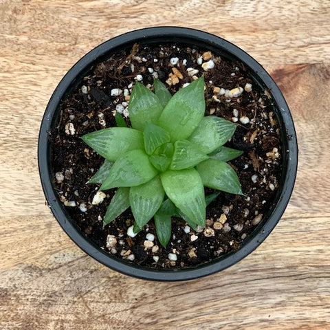 Haworthia Retusa - Live Plant