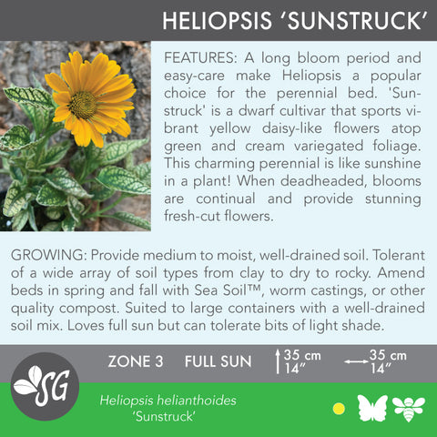 Live Plant - Heliopsis, Sunstruck