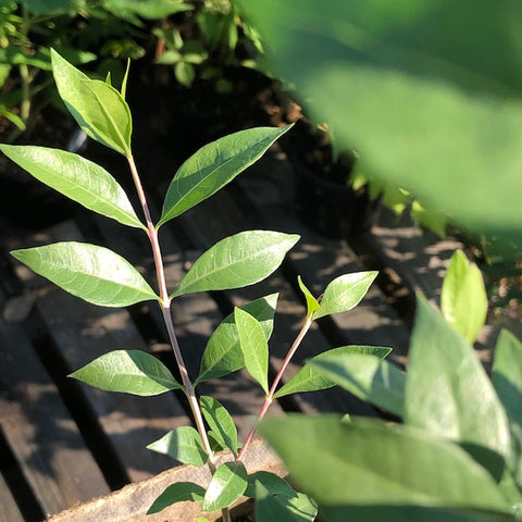 Live Plant - Henna (Lawsonia inermis)
