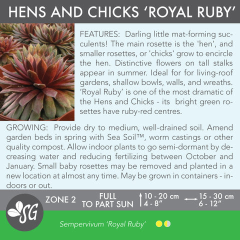 Live Plant - Hens and Chicks, Royal Ruby