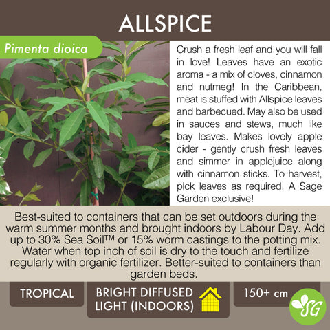 Live Plant - Allspice