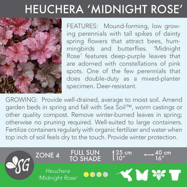 Live Plant - Heuchera, Midnight Rose