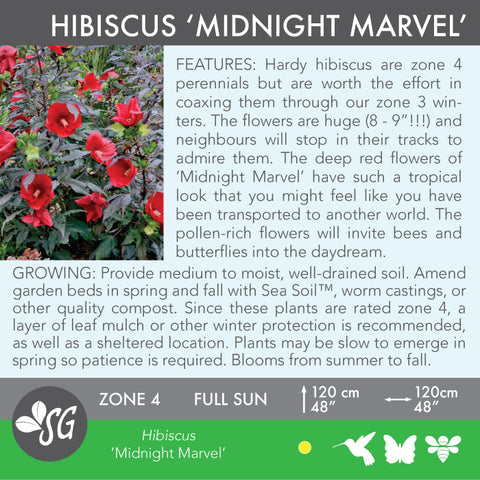Live Plant - Hibiscus, Midnight Marvel