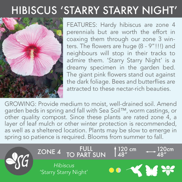 Live Plant - Hibiscus, Starry Starry Night